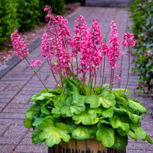 Heuchera (Coral Bells)